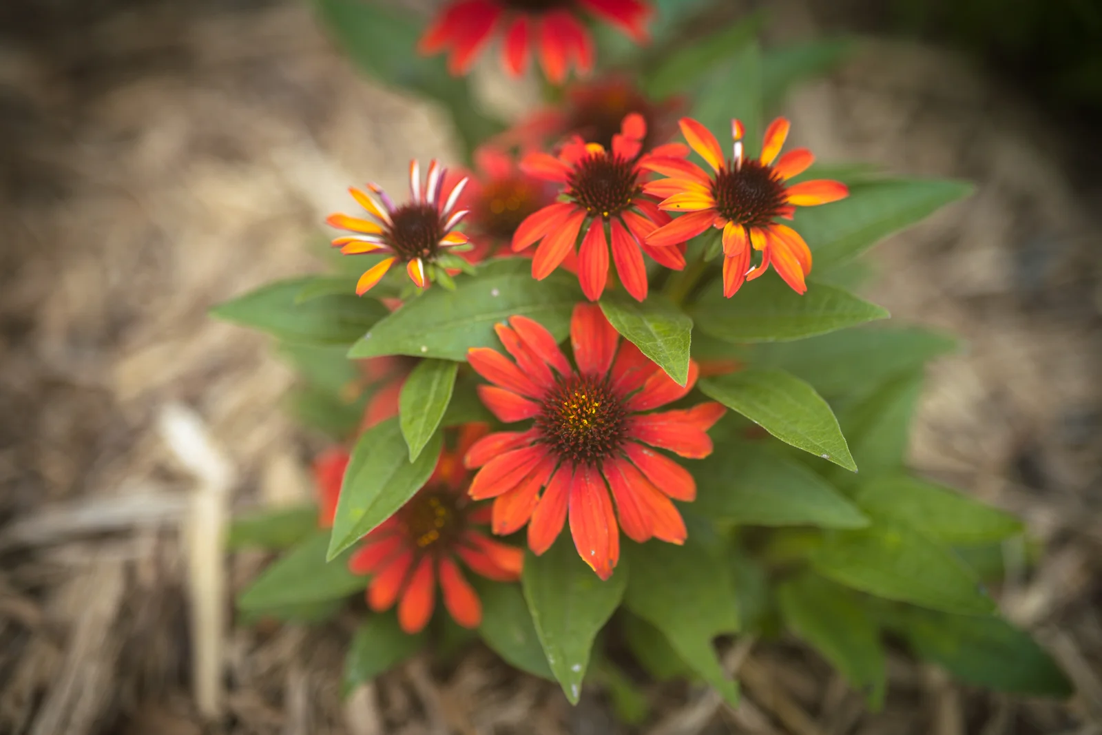 Outdoor photograph 3