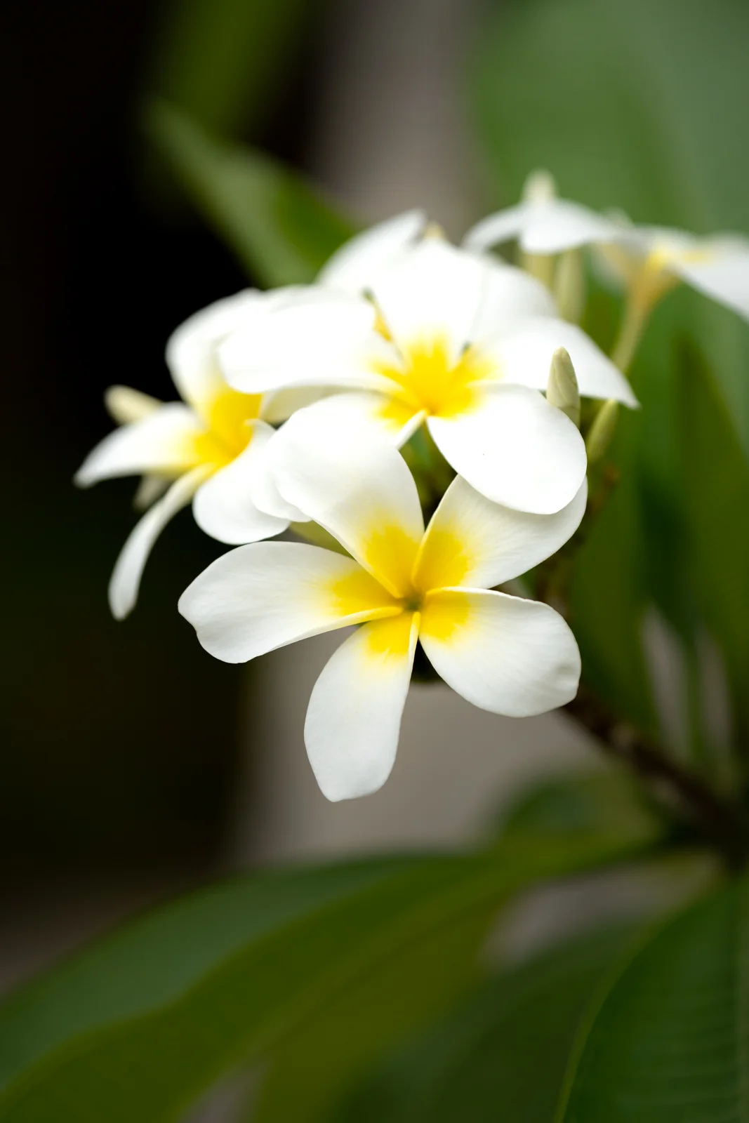 Outdoor photograph 10