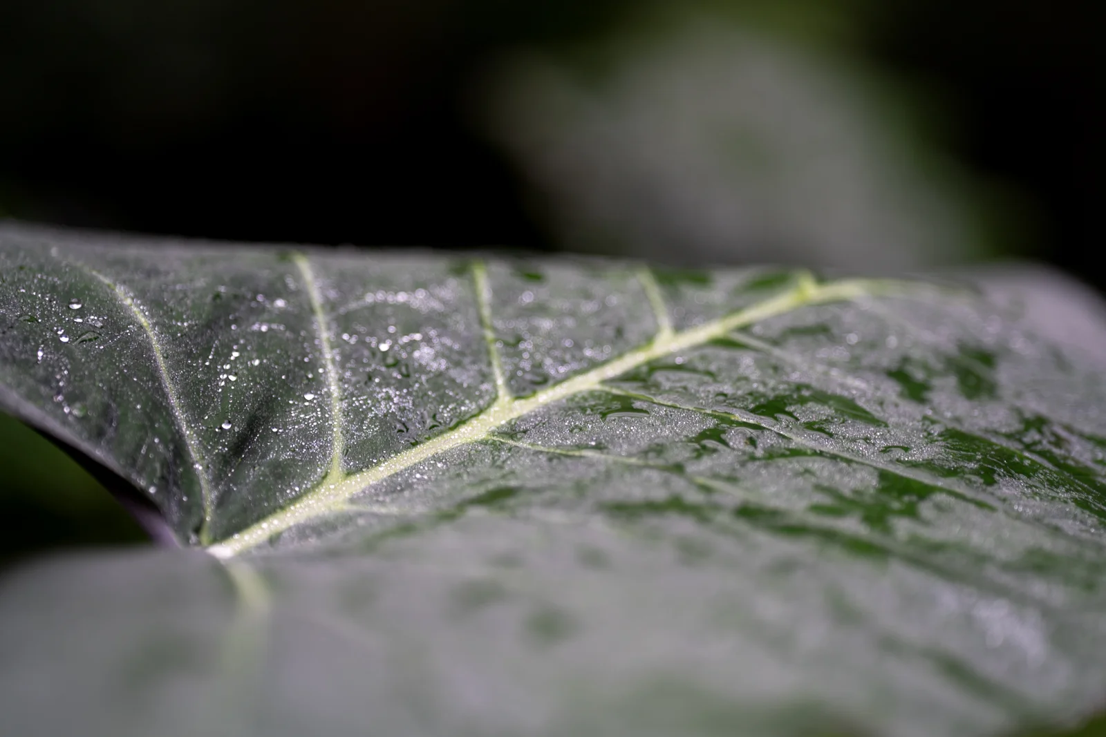 Outdoor photograph 11