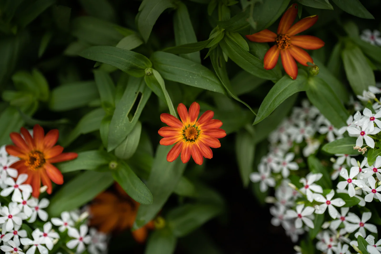 Outdoor photograph 12