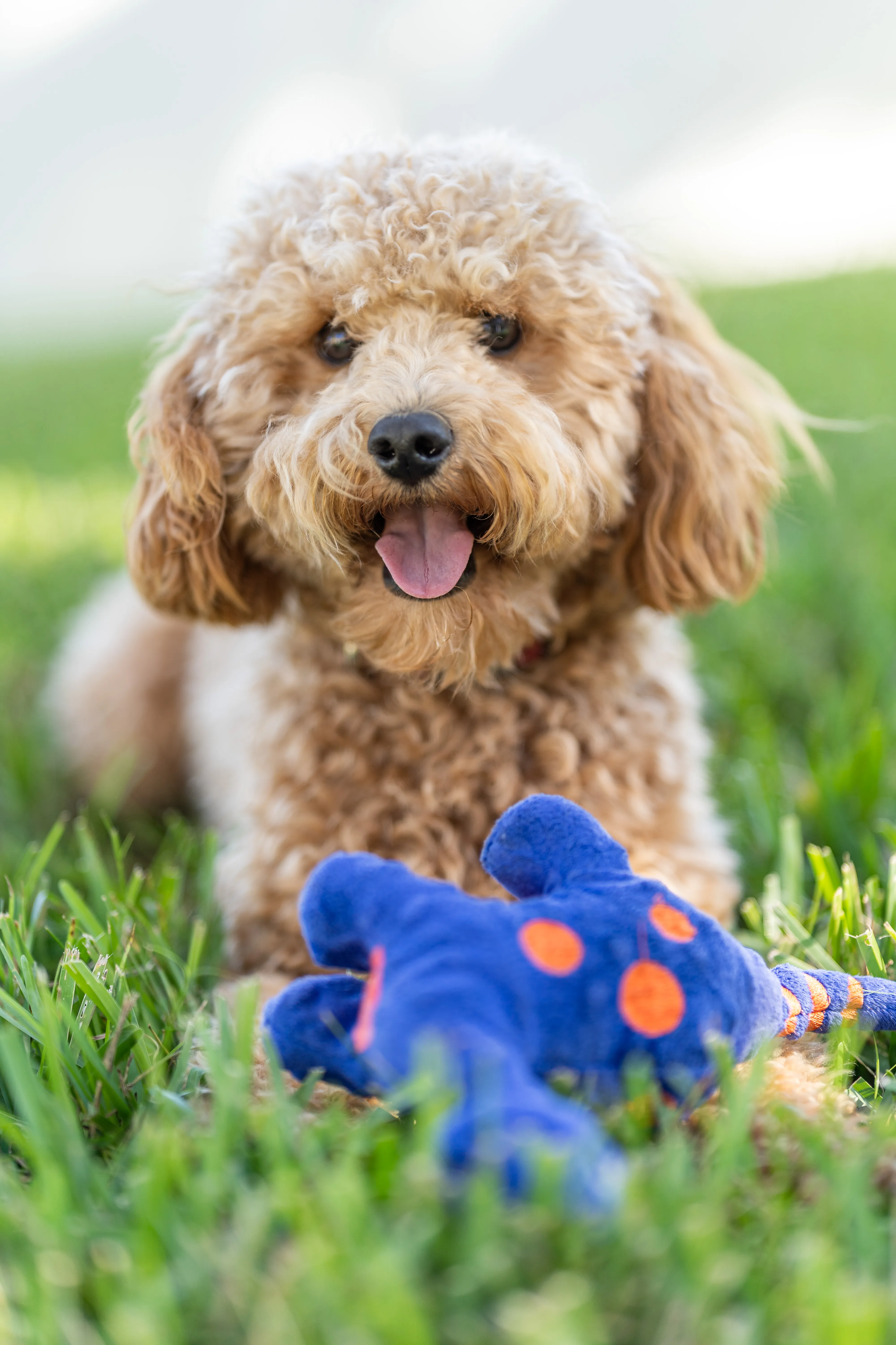 Animal photograph 1