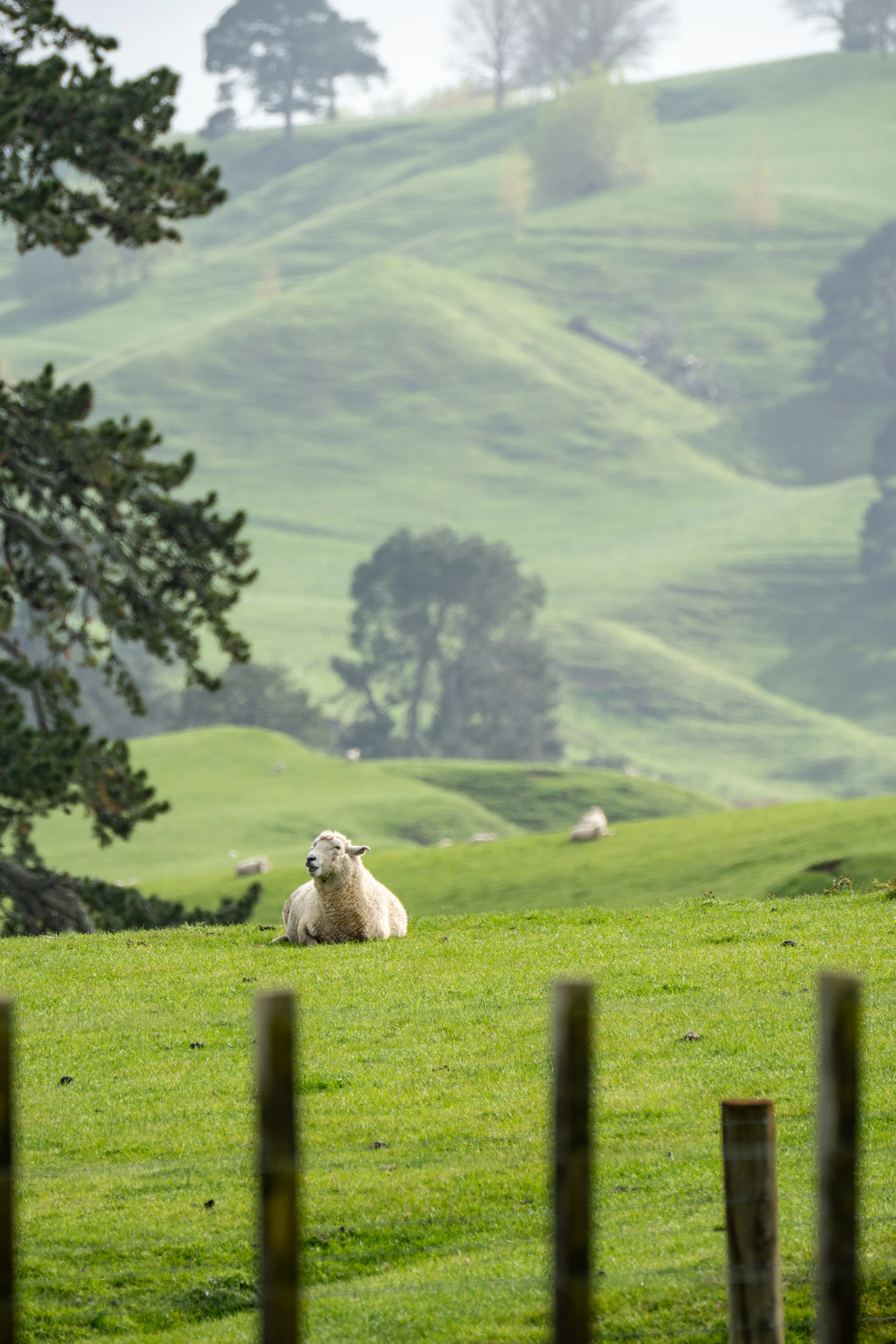 Animal photograph 5